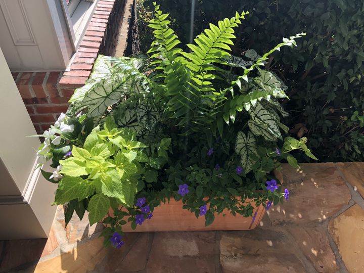 Container & Seasonal Plantings project photo 4