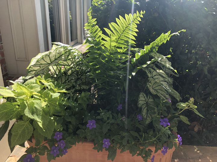Container & Seasonal Plantings project photo 5