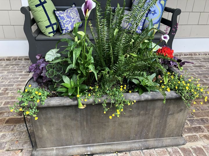 Container & Seasonal Plantings project photo 7